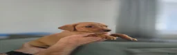 Labrador Retriever dogs for sale: Kc registered Fox red labrador puppies LAST BOYS   - Advert 11