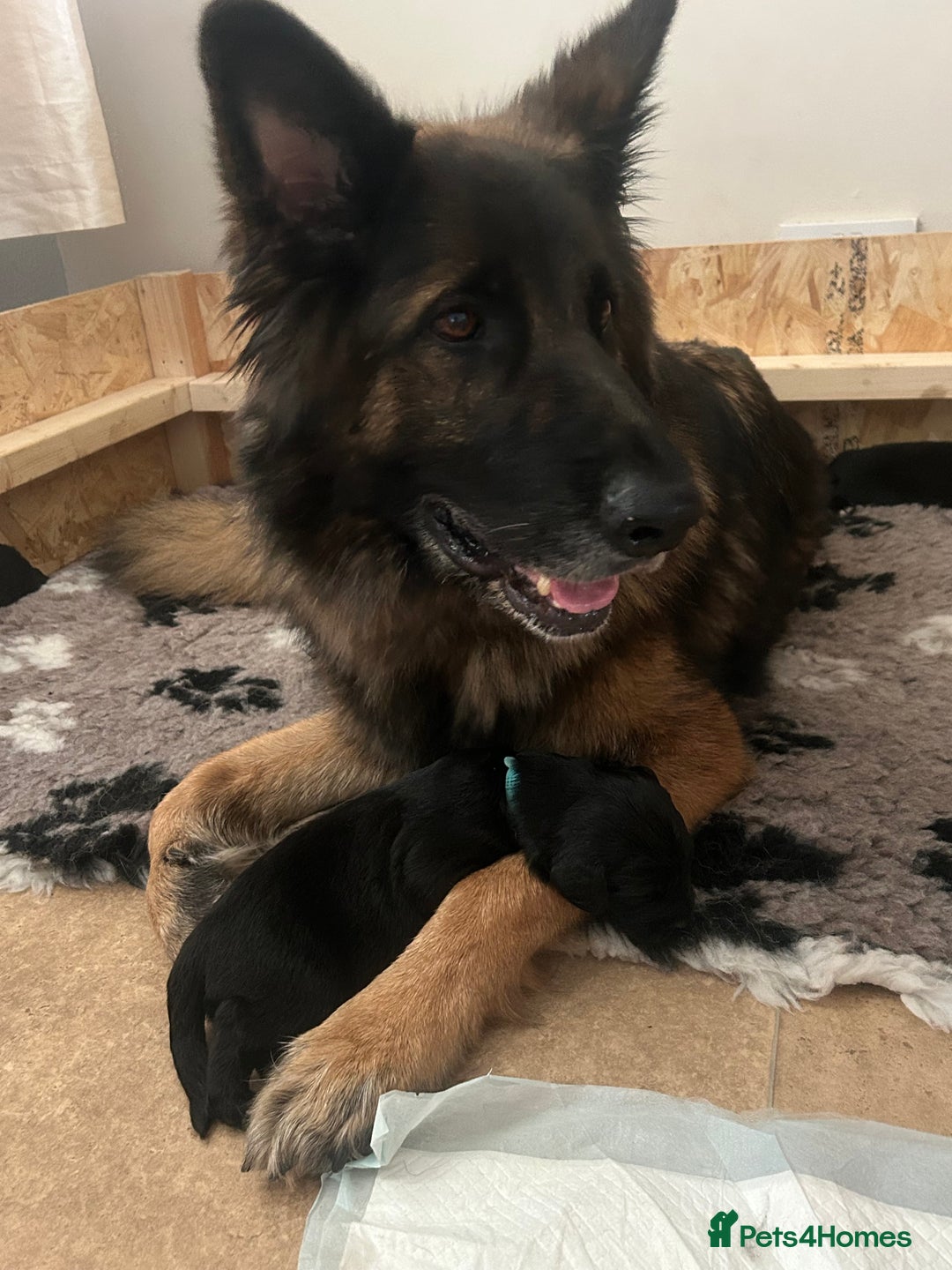 Mixed Breed dogs for sale: Stunning litter - Advert 13