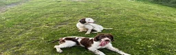 English Springer Spaniel dogs for sale: English springer spaniel puppys for sale in Tipton - Advert 2