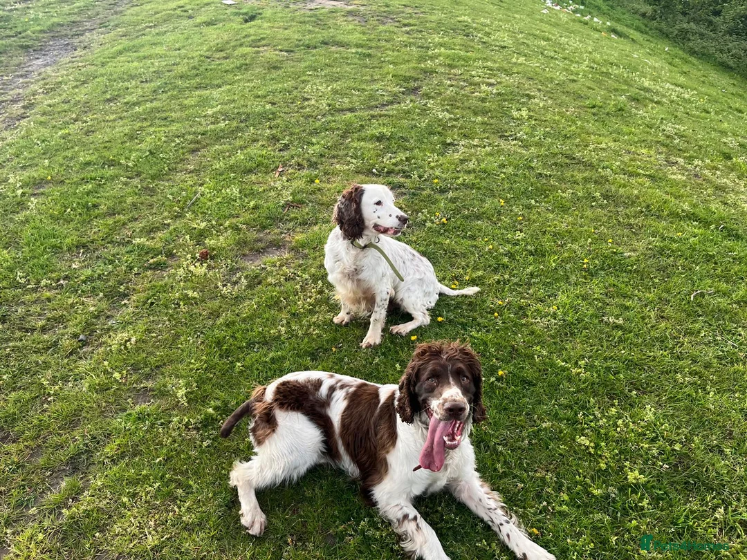 English Springer Spaniel dogs for sale: English springer spaniel puppys for sale in Tipton - Advert 2
