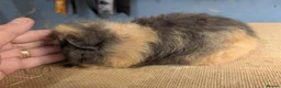 Guinea Pig rodents for sale: Funky breed baby guinea pigs  in Washington - Advert 10