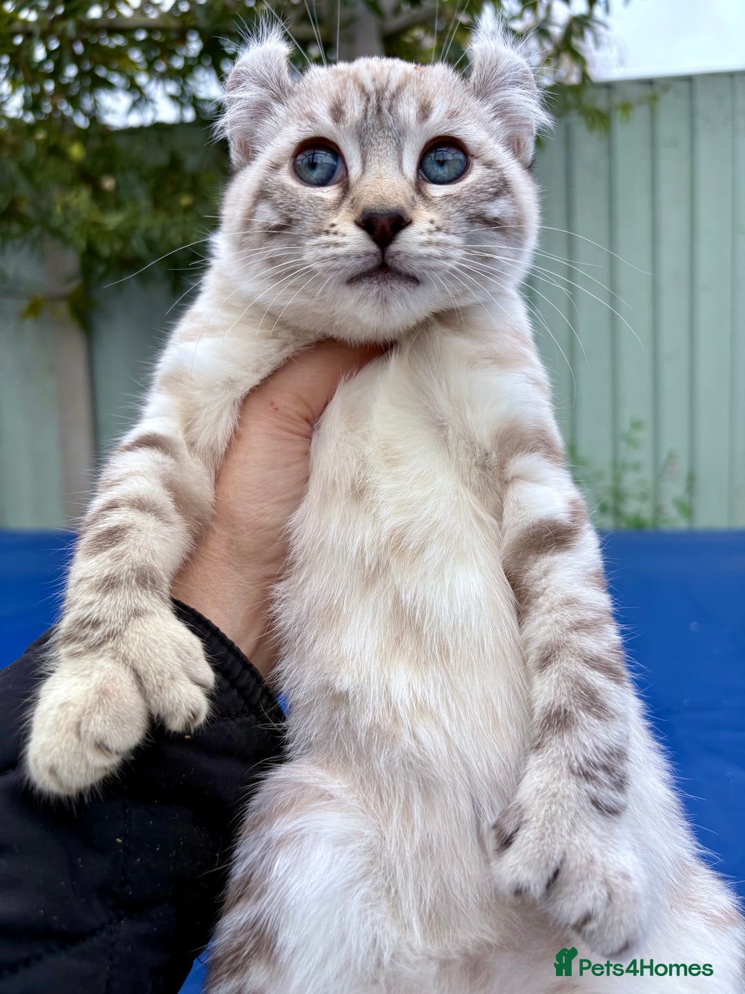 Savannah cats for sale: Breath taking wild looking girl  - Image 20