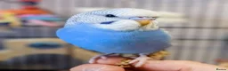 Budgerigars birds for sale: Outstanding pet baby budgies priced from £25 - Advert 1