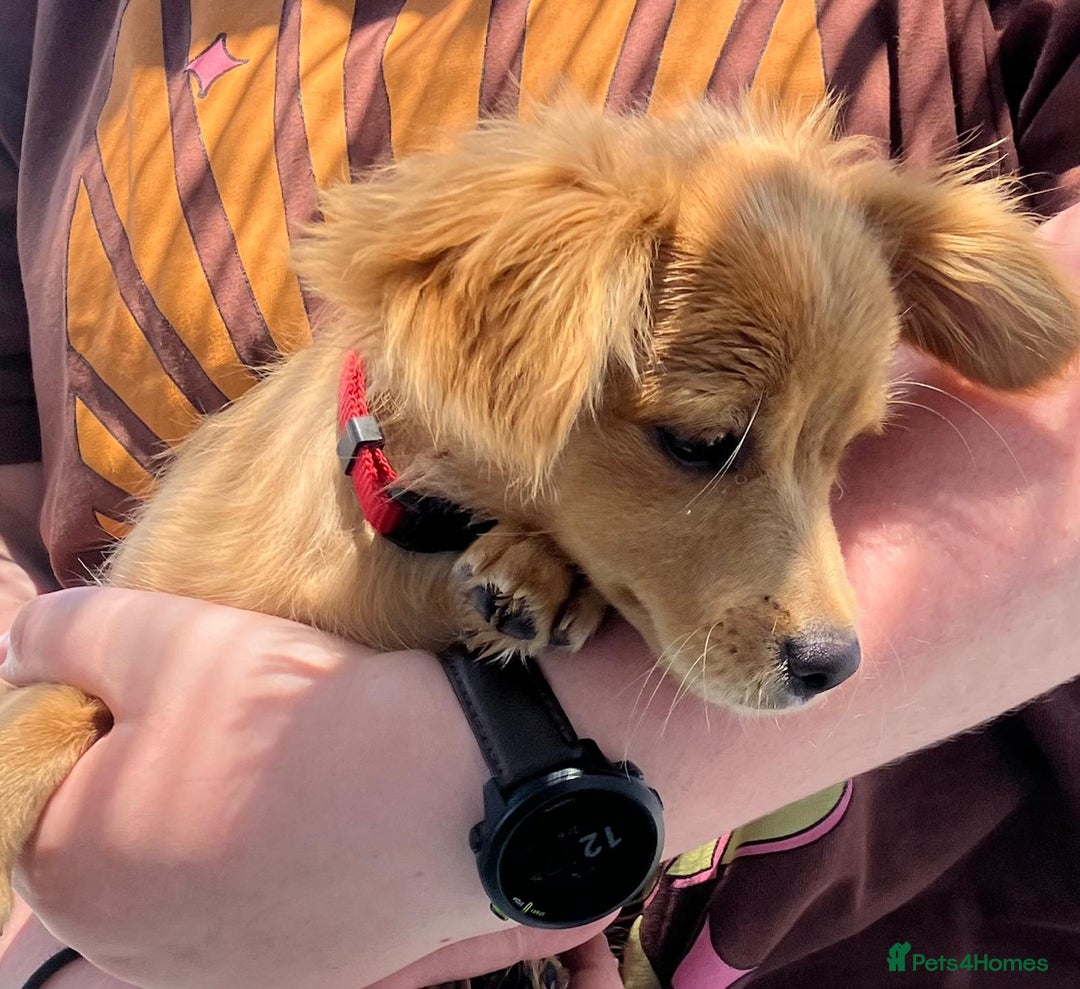 Mixed Breed dogs for adoption: Little (Tiny) Lady - Image 12