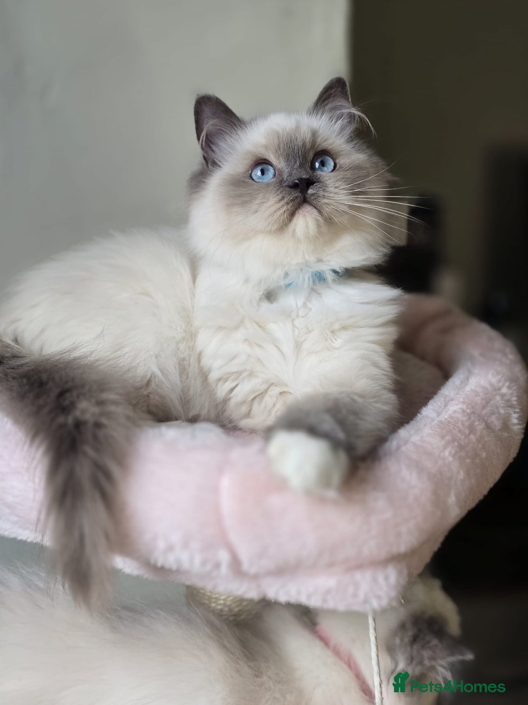 Ragdoll cats for sale: 6 Perfect Affectionate, Ready2Go Pedigree Kittens! - Advert 4