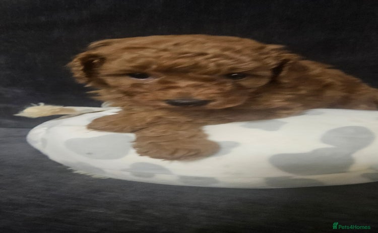 Toy Poodle dogs - Advert 16