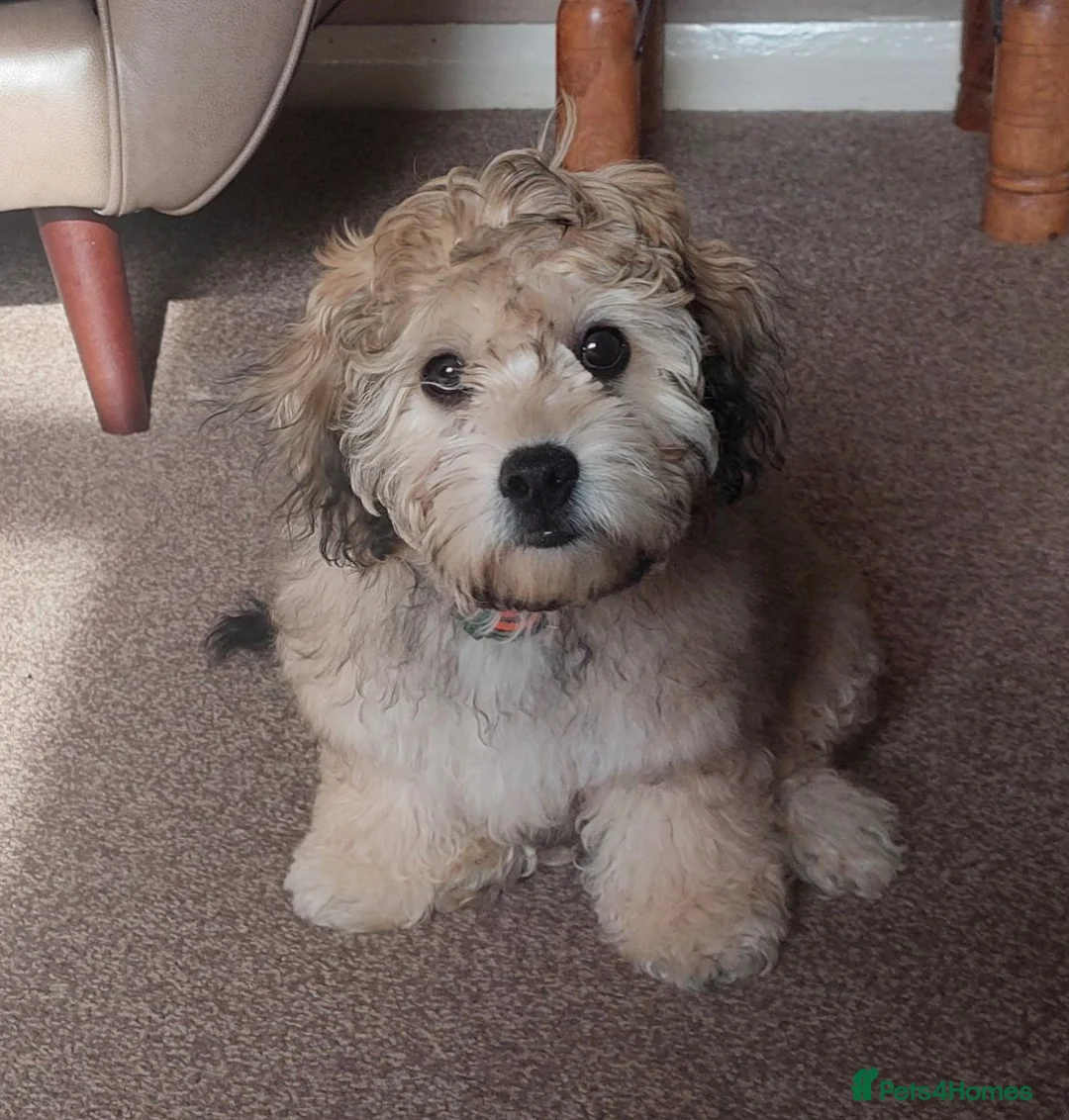 Cavapoochon dogs for sale: Cavapoochon 5 months old in Burnley - Advert 2