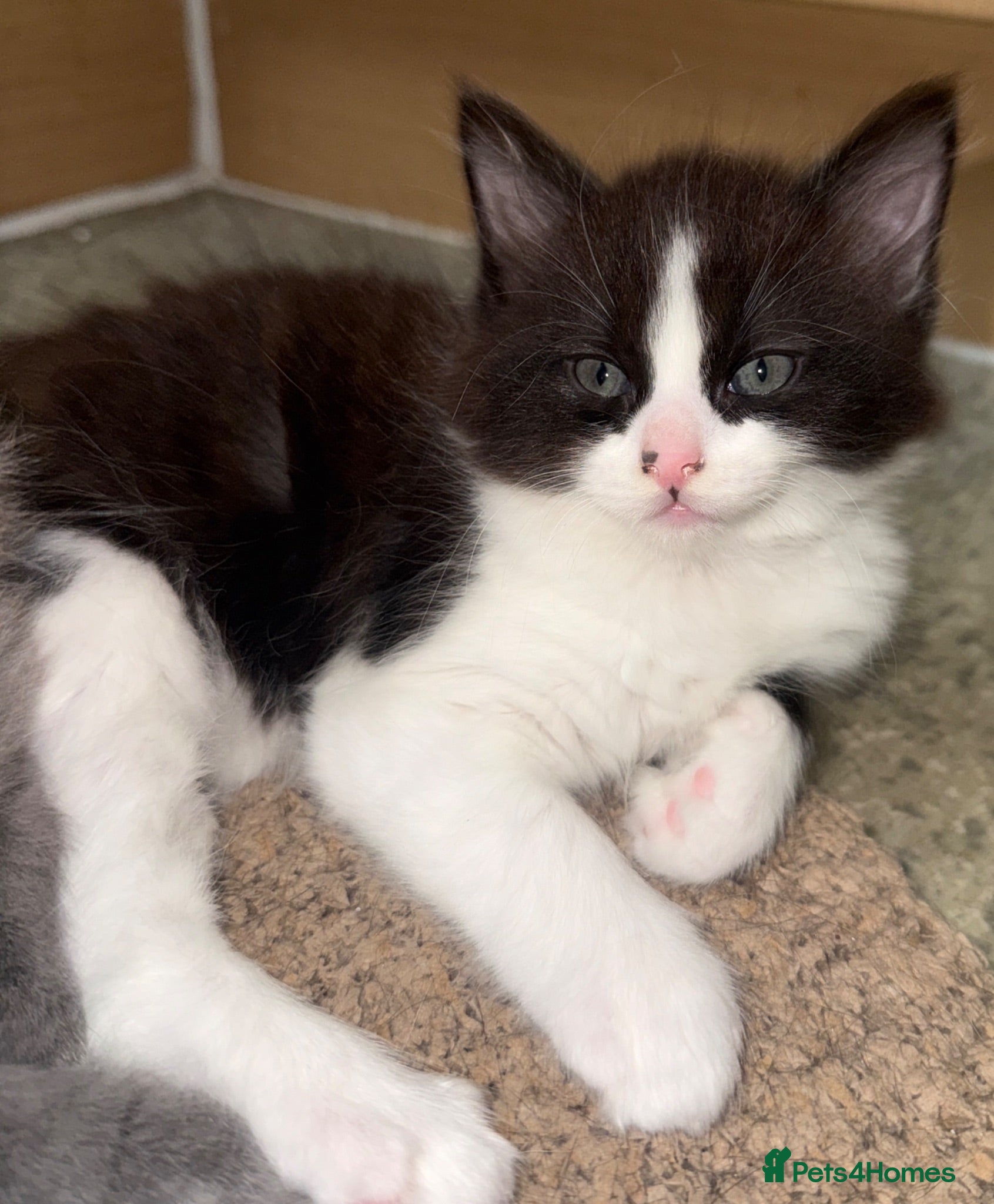 Mixed Breed cats Fluffy Grey&White Male LEFT! Ready to go :)  - Advert 16