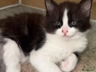 Mixed Breed cats Fluffy Grey&White Male LEFT! Ready to go :) - Advert 16