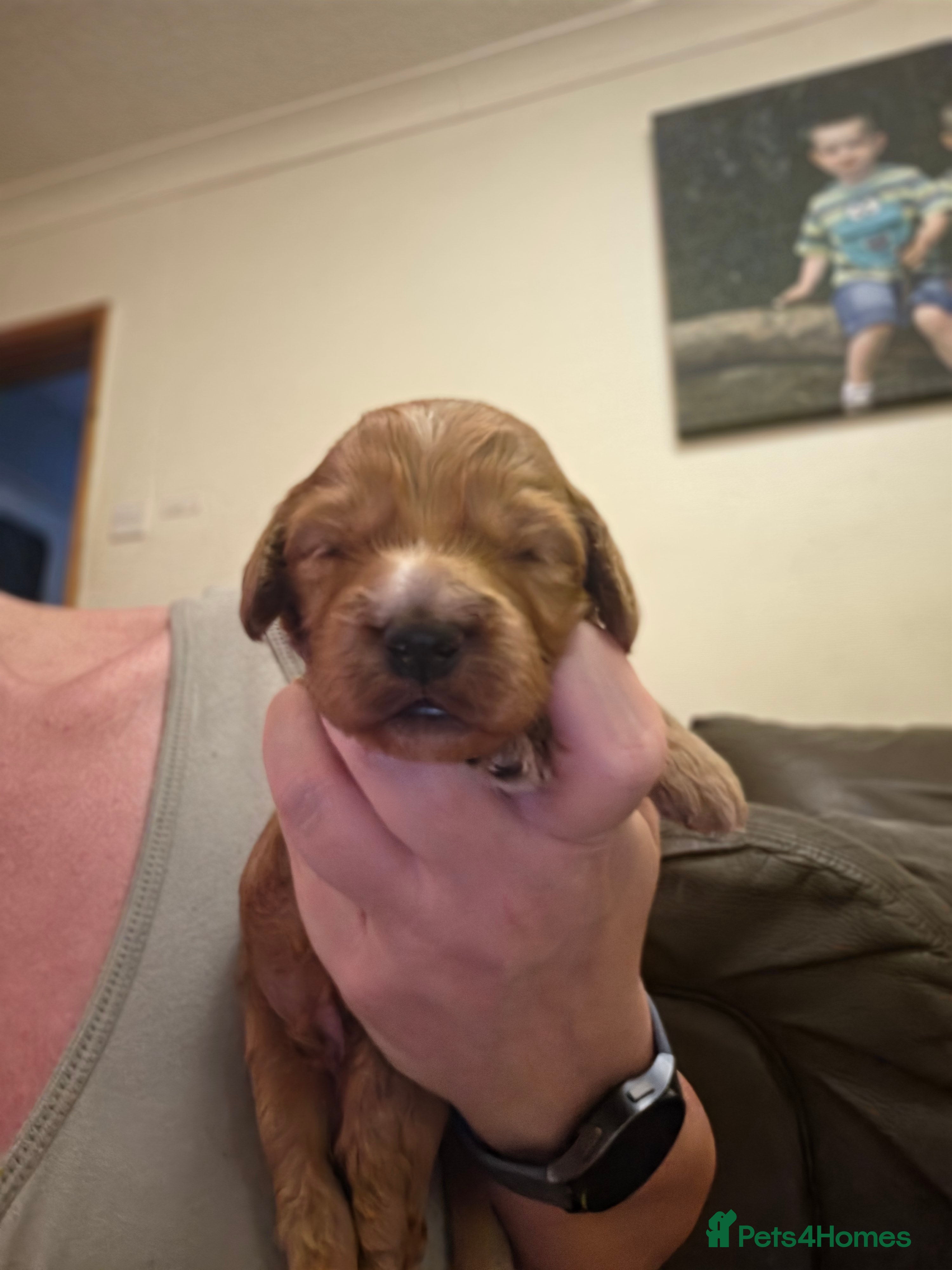 Cockapoo Puppy (Green)