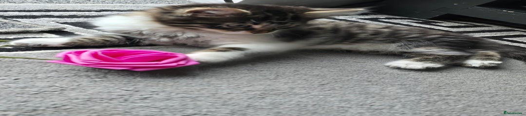 British Longhair Kitten 2