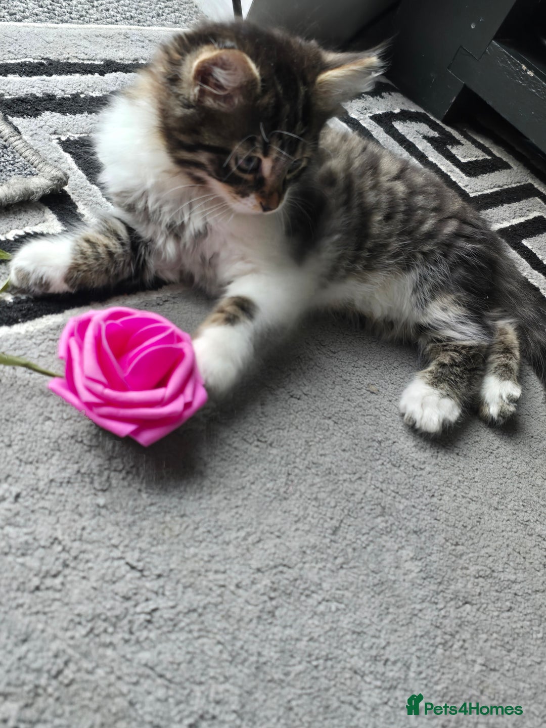 British Longhair cats for sale: Longhaired kittens 1m 1f  - Advert 3