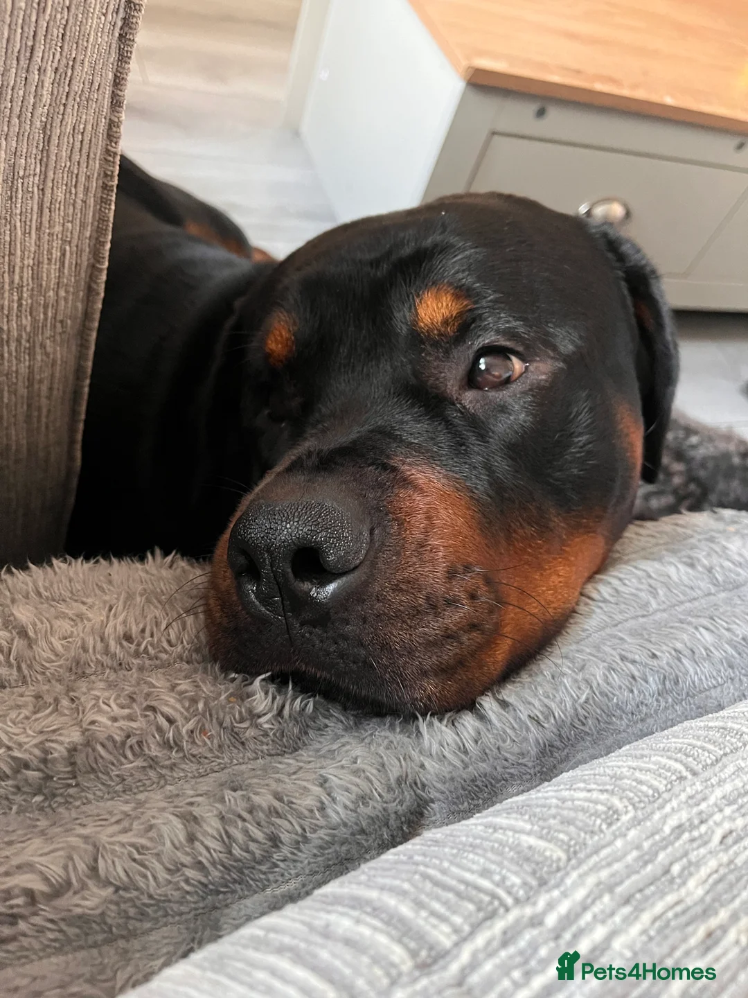 Rottweiler dogs for sale: Two year old entire male rottie  - Advert 2