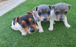 Jack Russell dogs for sale: Jack russell pups  - Image 5