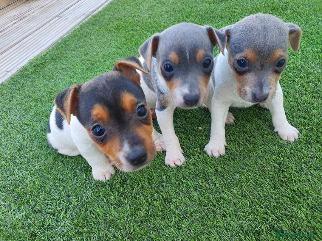 Jack Russell dogs for sale: Jack russell pups  - Image 5