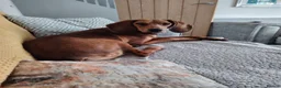 Mixed Breed dogs for adoption: Winnie Beautiful girl Looking for Forever Home  in Wirral - Advert 14