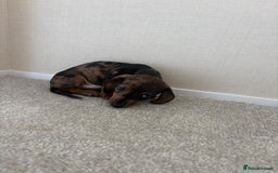Dachshund dogs for sale: Adorable dachshund puppies - Image 2