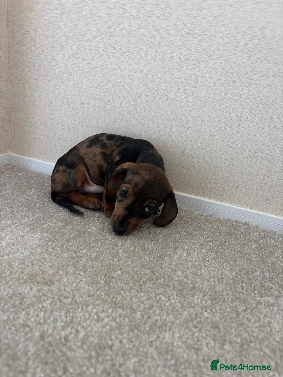 Dachshund dogs for sale: Adorable dachshund puppies - Image 2