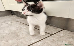 Domestic Shorthair cats for sale: 5 kittens ready for a new home  - Image 10