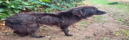 Mixed Breed dogs for adoption: Pippa - Norwich Norfolk  - Advert 11