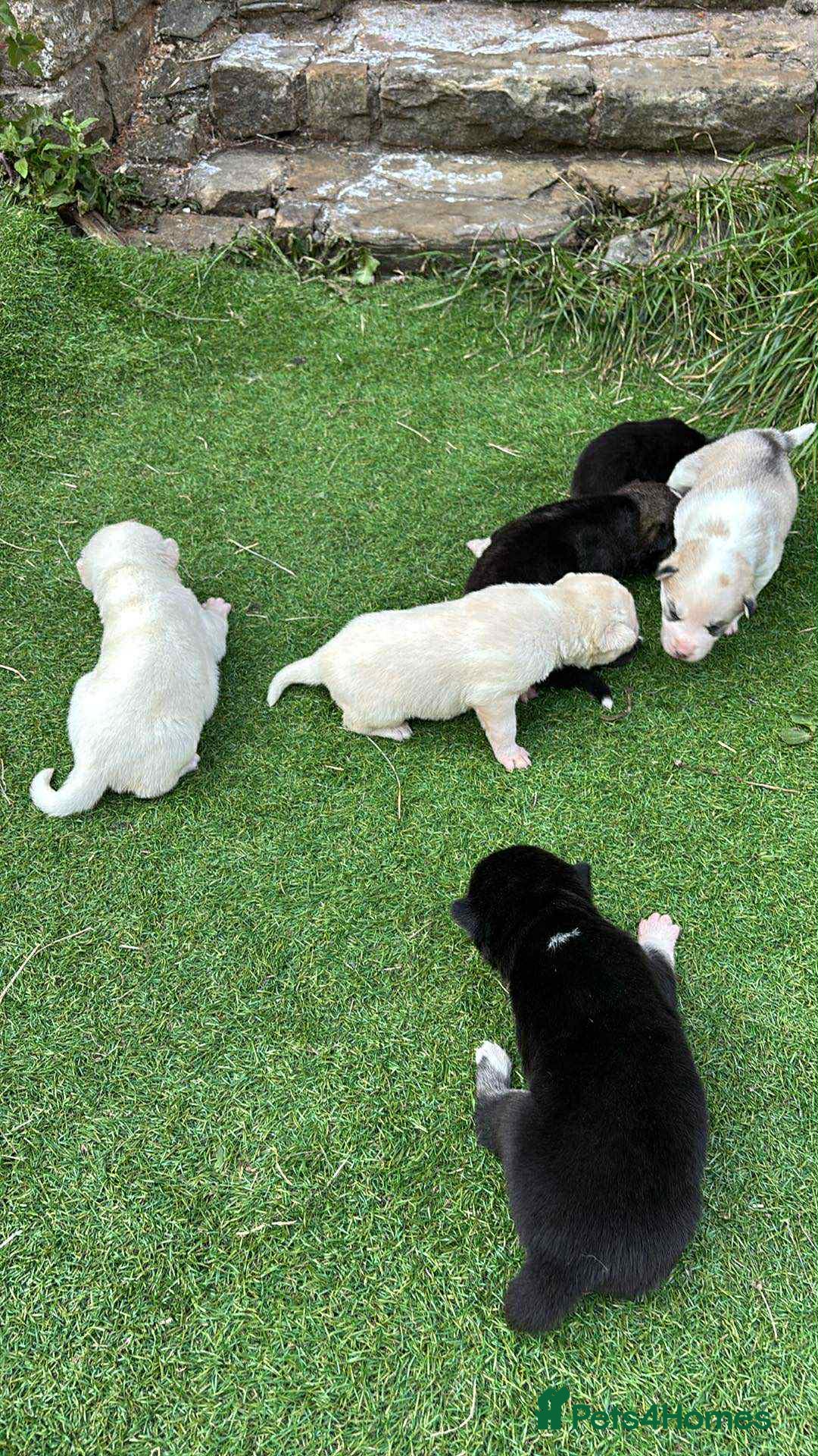 Siberian Husky dogs for sale: sibirian husky - Image 10