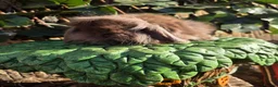 Mini Lion Lop rabbits for sale: Mini lion lops - Advert 18