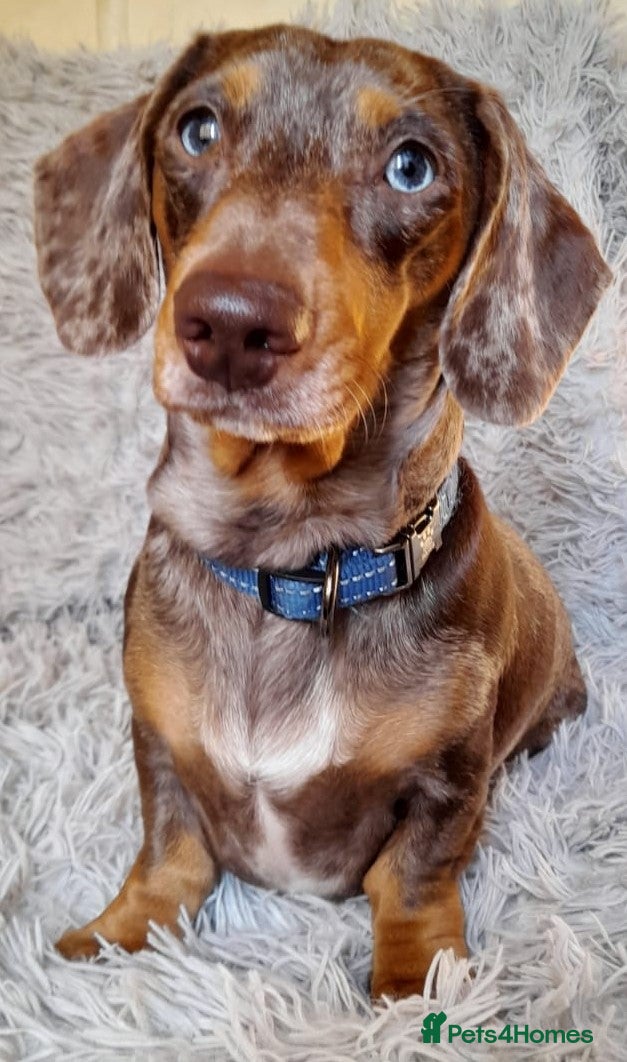 Miniature Dachshund dogs Chocolate dapple and tan boy for stud very gentle. in Skegness - Advert 9