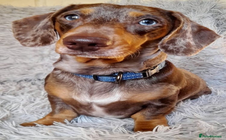Miniature Dachshund dogs Chocolate dapple and tan boy for stud very gentle. in Skegness - Advert 1