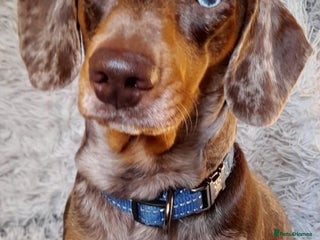 Miniature Dachshund dogs Chocolate dapple and tan boy for stud very gentle. in Skegness - Advert 4