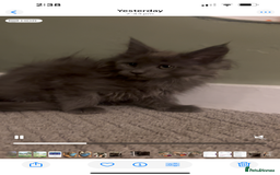 Maine Coon cats for sale: Maine Coon girls READY NOW Russian sired  - Image 33