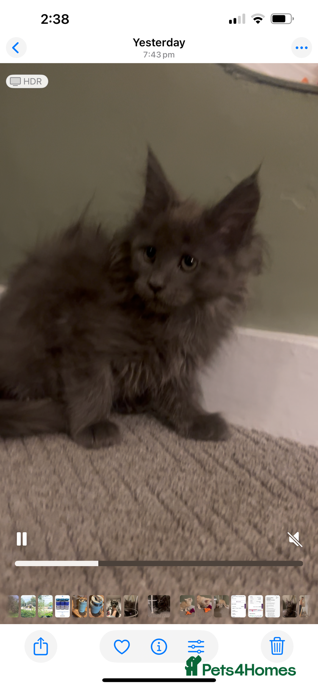 Maine Coon cats for sale: Maine Coon girls READY NOW Russian sired  - Image 33