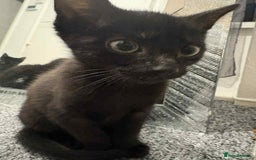Domestic Shorthair cats for sale: Black Domestic Shorthair - Image 4