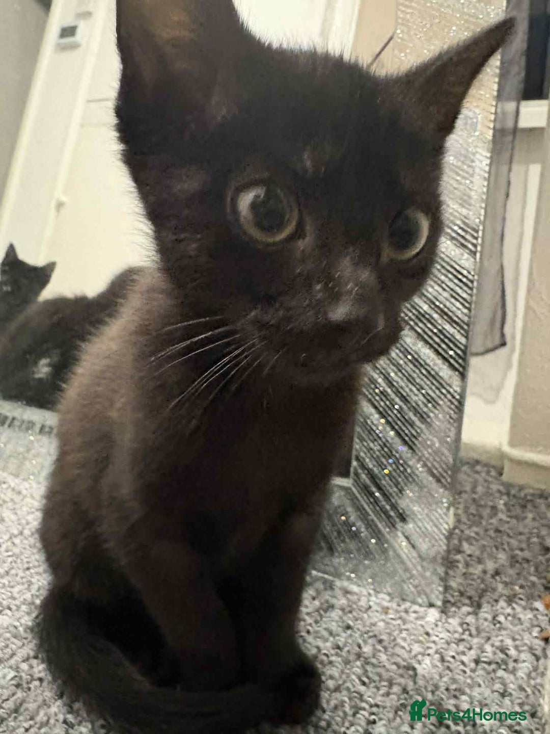 Domestic Shorthair cats for sale: Black Domestic Shorthair - Image 4