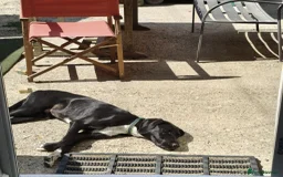 Mixed Breed dogs for adoption: Enzo (Labrador/Pointer mix) - Image 8