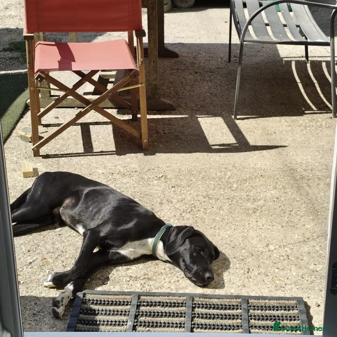Mixed Breed dogs for adoption: Enzo (Labrador/Pointer mix) - Image 8