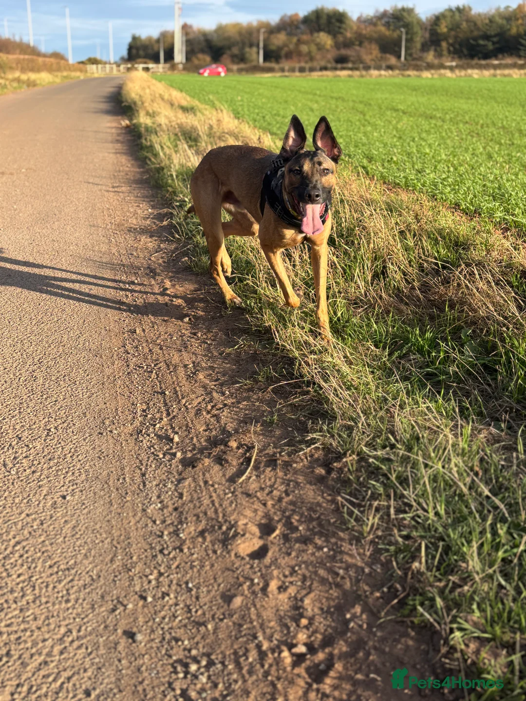 Mixed Breed dogs for sale: GSD/Lurcher for rehoming  - Advert 3