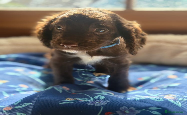 Cocker Spaniel dogs - Advert 4