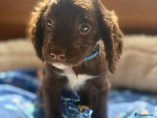 Cocker Spaniel dogs - Advert 16