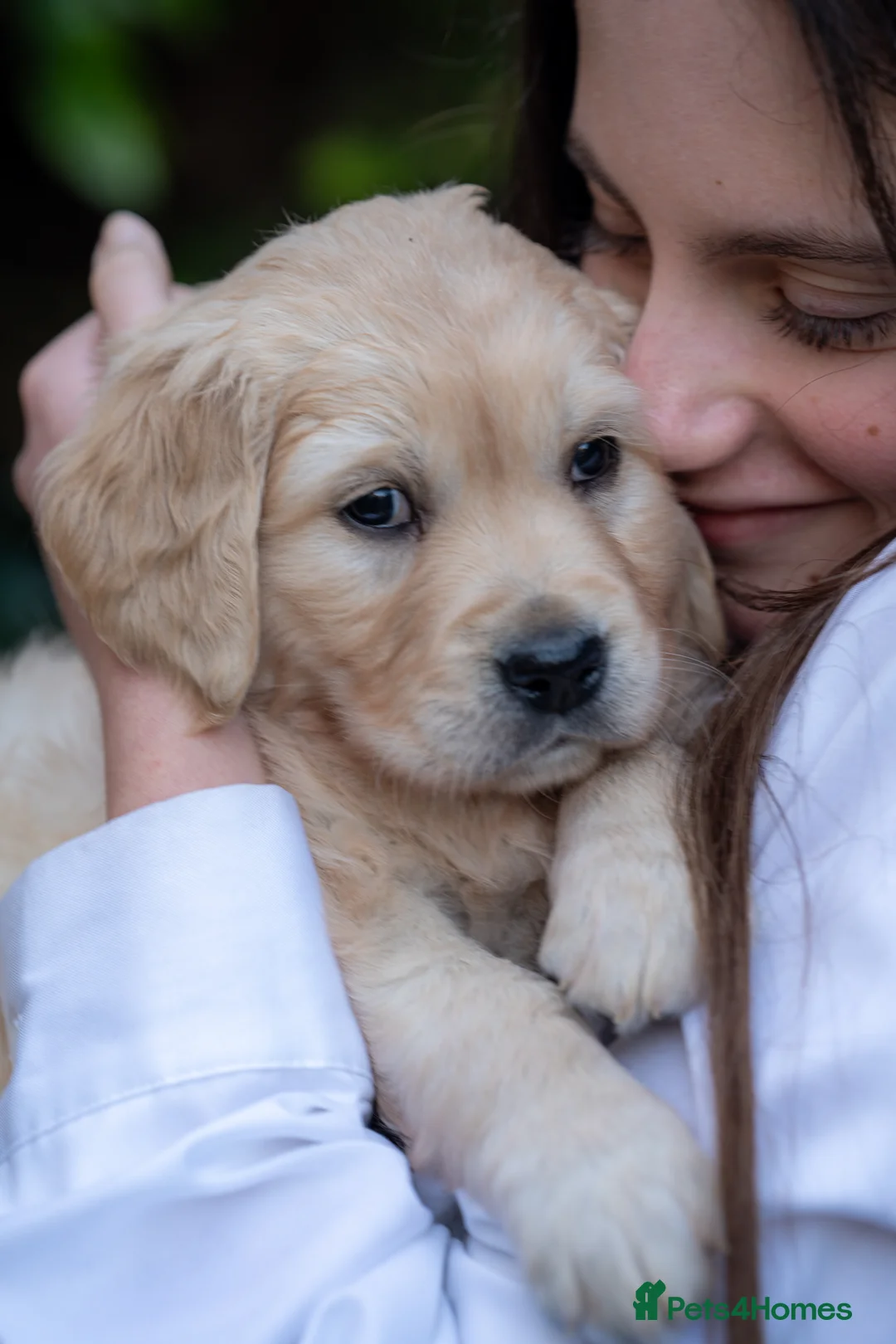 Golden Retriever dogs for sale: KC Registered Golden Retriever Puppies - Advert 1