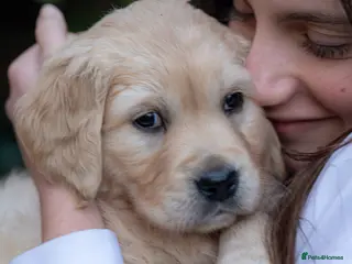 Golden Retriever dogs KC Registered Golden Retriever Puppies - Advert 3