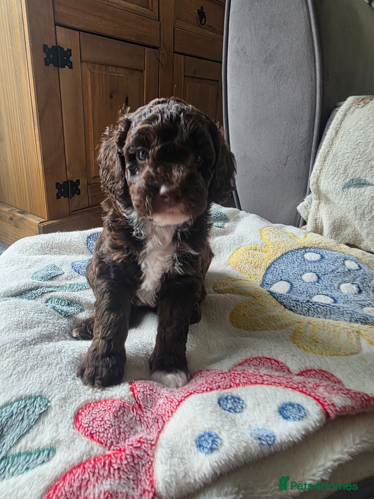 Cockapoo dogs Only 3 left 🍫 Meet Our Chocolate Cockapoos 🍫 - Advert 17