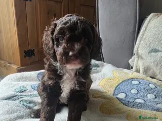 Cockapoo dogs Only 3 left 🍫 Meet Our Chocolate Cockapoos 🍫 - Advert 17