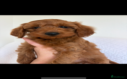 Labradoodle dogs for sale: LICENSED BREEDER F2b mini labradoodles - Image 7