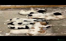 Cocker Spaniel dogs for stud: Show Cocker At Stud Highly Health Tested in Sandbach - Image 17
