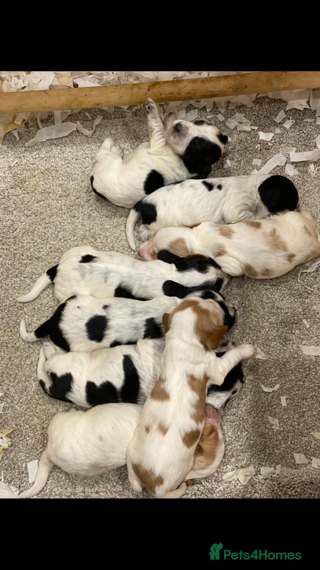 Cocker Spaniel dogs for stud: Show Cocker At Stud Highly Health Tested in Sandbach - Image 17