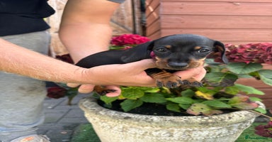 Miniature Dachshund dogs - Advert 9