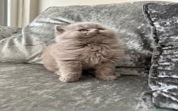 British Shorthair cats for sale:  🦁 Stunning Registered BSH /BLH Champion Lines 🦁 - Image 5
