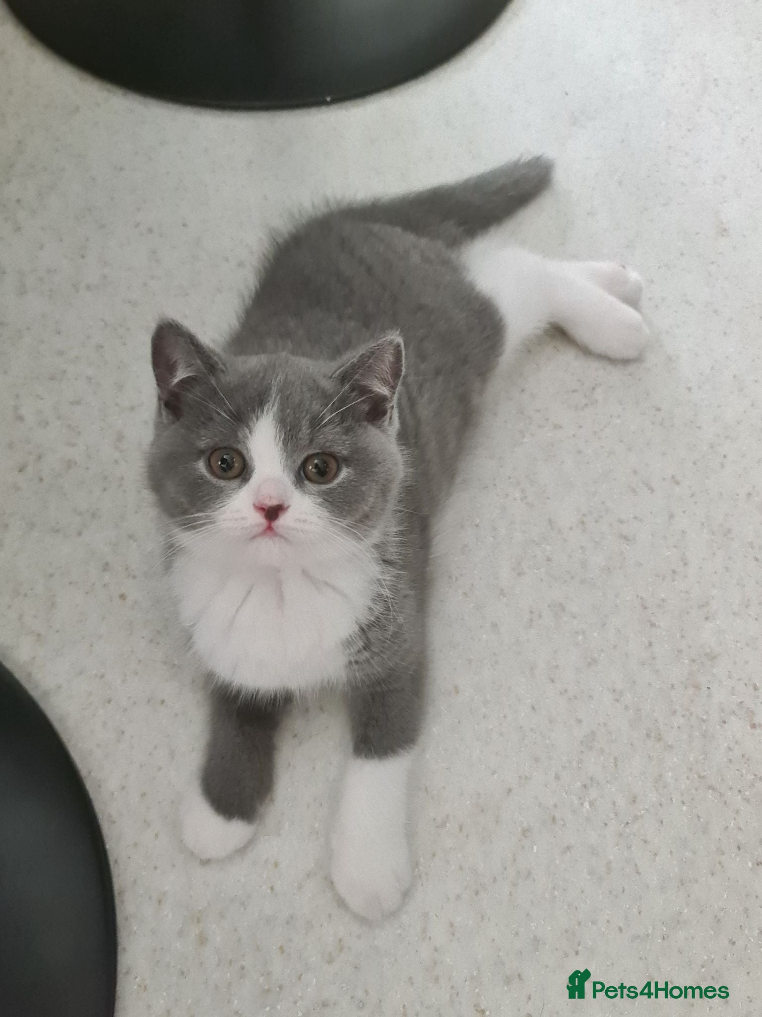 British Shorthair cats *READY NOW* British shorthair kittens  - Advert 18