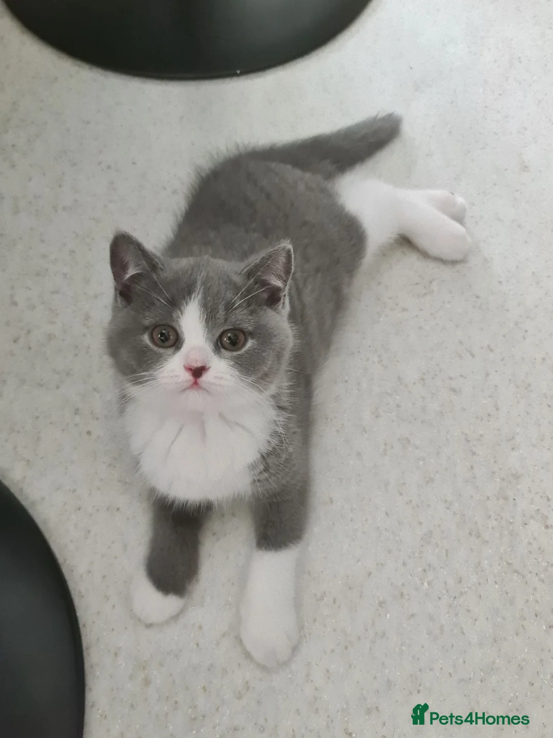 British Shorthair cats for sale: *READY NOW* British shorthair kittens  - Advert 2