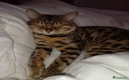 Bengal cats for sale: Bengal Stud & Tortie Queen for sale - Image 7